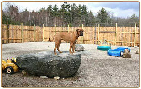 A precious pet resort pet boarding henniker